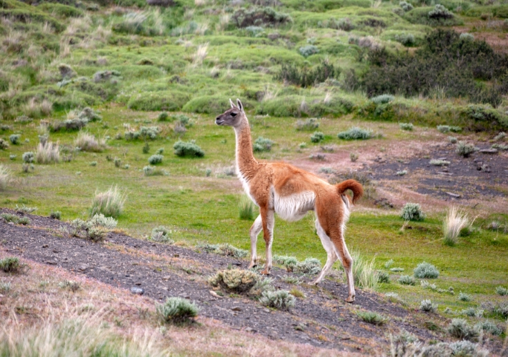 Imagen Alpaca