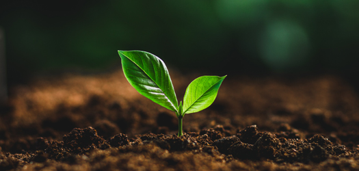 Planta germiando