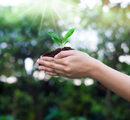 Manos sosteniendo planta germiando