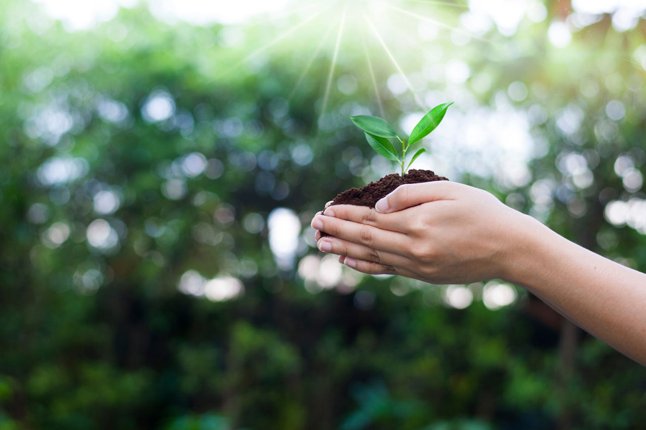 Manos sosteniendo planta germiando