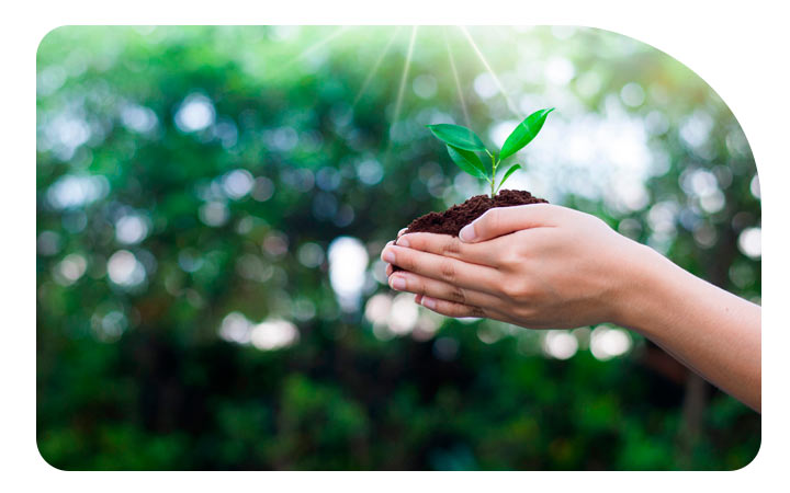 Manos sosteniendo planta germiando