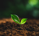 Planta germiando
