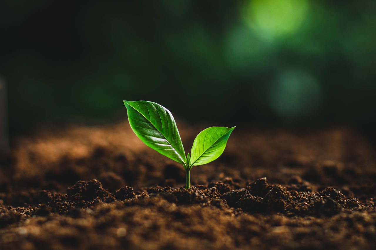 Planta germiando
